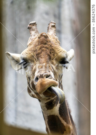 動物園風景 宮城縣 仙台市 Amime Kirin 動物園風景 宮城縣 仙台市 Amime Kirin 86624376