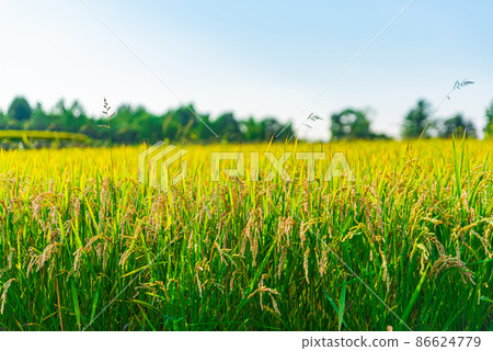 Gold field of rice 86624779