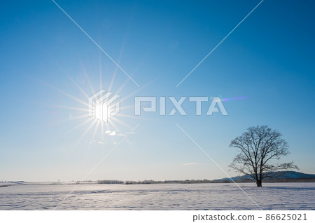 太陽和哈尼爾樹 86625021