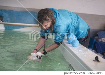 chihuahua  swimming in a swimming poo 86625096