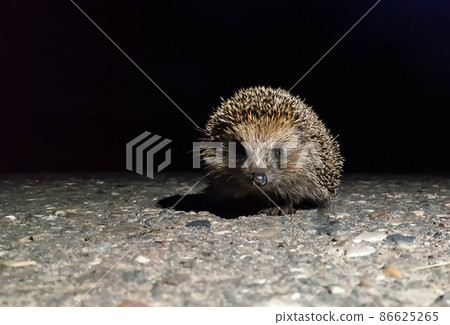 wild prickly hedgehog running about his business at night stopped in the dark and looks at the camera wild prickly hedgehog running about his business at night stopped in the dark and looks at the camera 86625265