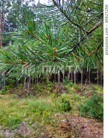 pine twigs wet after the rain with water drops on a blurred background of a foggy fresh spruce forest 86625266