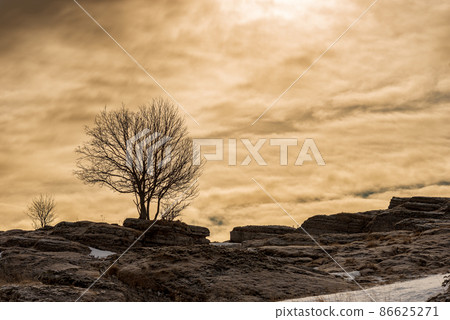 Single Bare Tree and Karst Formations on Lessinia Plateau Verona Italy Single Bare Tree and Karst Formations on Lessinia Plateau Verona Italy 86625271