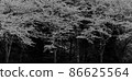 一排櫻花樹（單色） 86625564