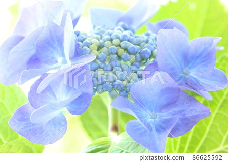 Blue hydrangea Gaku hydrangea bright green background Blue hydrangea Gaku hydrangea bright green background 86625592