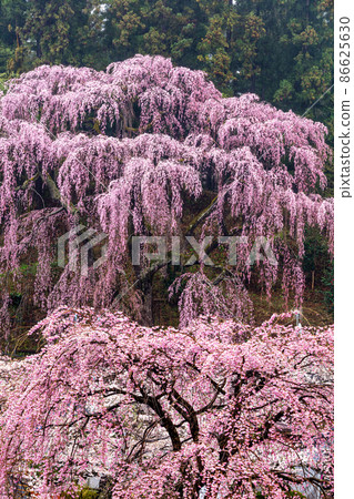 [Fukushima Prefecture] Fukujuji Temple's red weeping cherry tree April 86625630