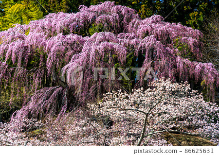 [Fukushima Prefecture] Fukujuji Temple's red weeping cherry tree April 86625631