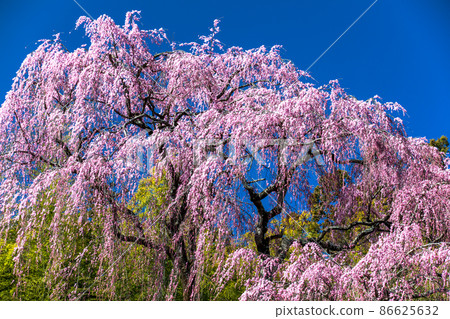 [Fukushima Prefecture] Fukujuji Temple's red weeping cherry tree April 86625632