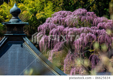 [福島縣]福壽寺的紅色垂枝櫻花四月 86625634