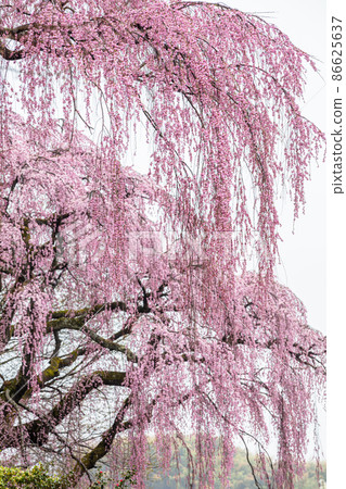 [福島縣]福壽寺的紅色垂枝櫻花四月 86625637