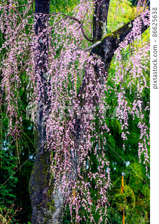 [福島縣]福壽寺的紅色垂枝櫻花四月 86625638