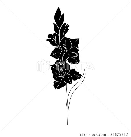 Gladiolus flower on white Gladiolus flower on white 86625712
