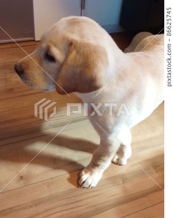 愛探索房間的小狗 86625745