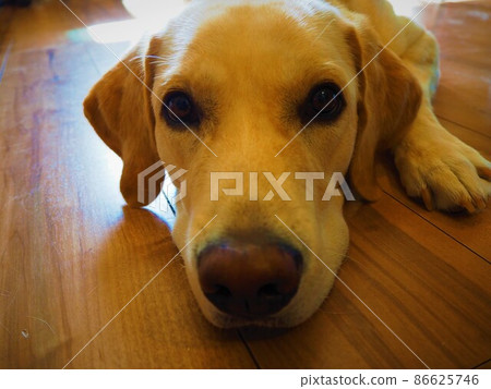 Labrador retriever looking down and looking at you 86625746