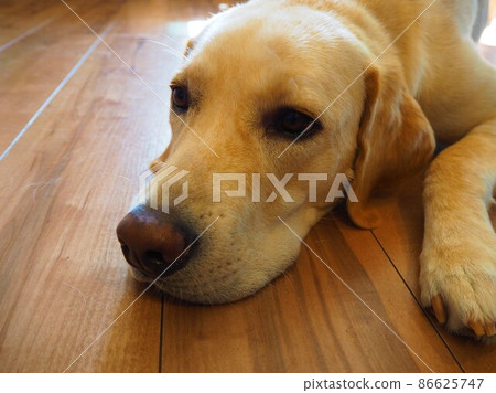 Labrador retriever lying down 86625747