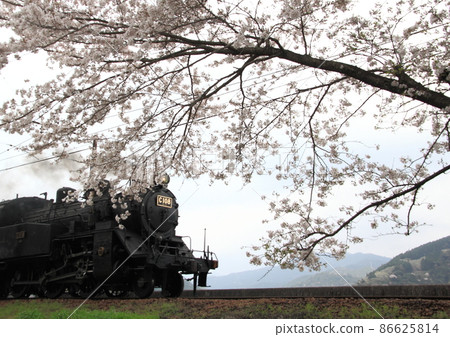 A steam locomotive that runs sideways to the cherry blossoms in full bloom on the Oigawa Railway A steam locomotive that runs sideways to the cherry blossoms in full bloom on the Oigawa Railway 86625814