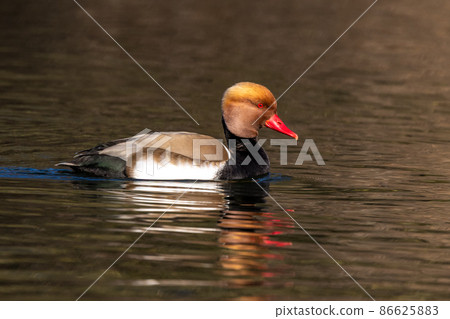 Red-crested Pochard, Netta rufina swimming in a lake at Munich, Germany Red-crested Pochard, Netta rufina swimming in a lake at Munich, Germany 86625883