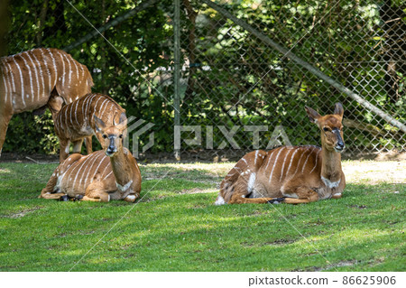 Nyala Antelope - Tragelaphus angasii. Wild life animal. Nyala Antelope - Tragelaphus angasii. Wild life animal. 86625906