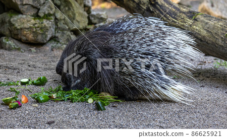 Indian crested Porcupine, Hystrix indica in a german nature park Indian crested Porcupine, Hystrix indica in a german nature park 86625921