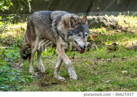 European Grey Wolf, Canis lupus in a german park European Grey Wolf, Canis lupus in a german park 86625937