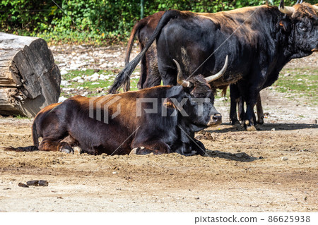 Heck cattle, Bos primigenius taurus or aurochs in the zoo Heck cattle, Bos primigenius taurus or aurochs in the zoo 86625938