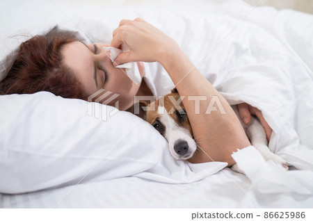 Caucasian woman is sick. A girl blows her nose in a napkin while lying in bed with a Jack Russell Terrier dog. 86625986