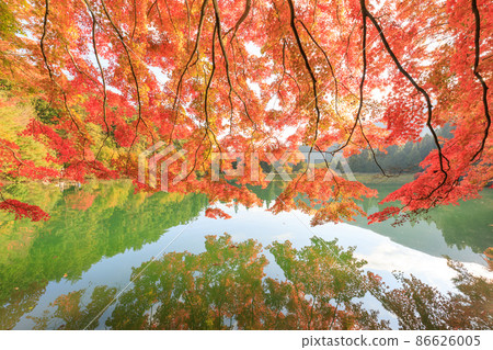 Yamanashi_Autumn leaves scenery of Lake Minamiinaga Yamanashi_Autumn leaves scenery of Lake Minamiinaga 86626005