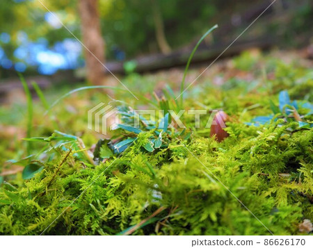 Landscape with moss 5 86626170