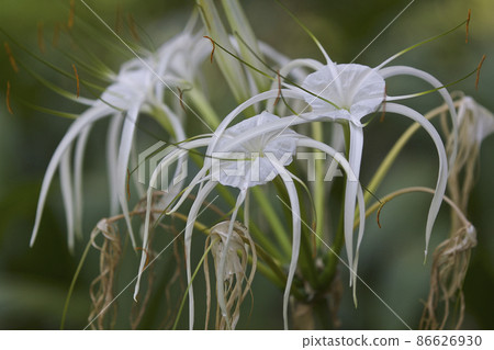 White tropical cultivated flowers with long petals White tropical cultivated flowers with long petals 86626930