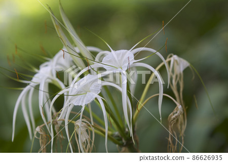White tropical cultivated flowers with long petals White tropical cultivated flowers with long petals 86626935