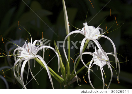 White tropical cultivated flowers with long petals 86626944