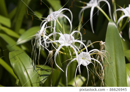 White tropical cultivated flowers with long petals White tropical cultivated flowers with long petals 86626945