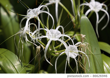 White tropical cultivated flowers with long petals 86626946