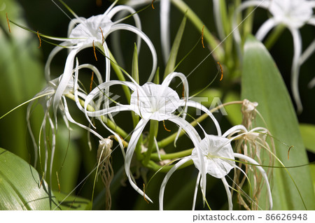White tropical cultivated flowers with long petals 86626948