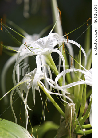 White tropical cultivated flowers with long petals 86626959