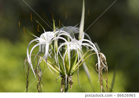 White tropical cultivated flowers with long petals 86626965