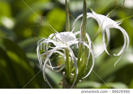 White tropical cultivated flowers with long petals 86626980