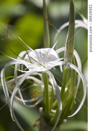 White tropical cultivated flowers with long petals 86626981