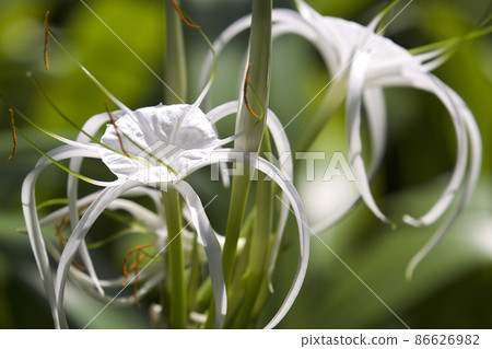 White tropical cultivated flowers with long petals White tropical cultivated flowers with long petals 86626982