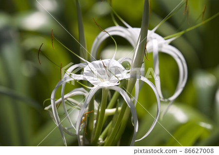 White tropical cultivated flowers with long petals 86627008