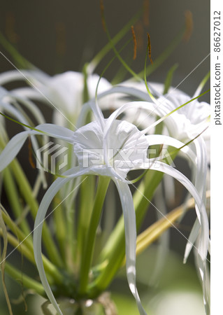 White tropical cultivated flowers with long petals White tropical cultivated flowers with long petals 86627012