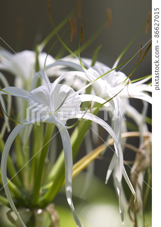 White tropical cultivated flowers with long petals 86627015