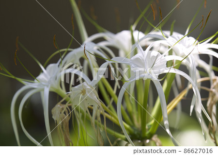 White tropical cultivated flowers with long petals 86627016