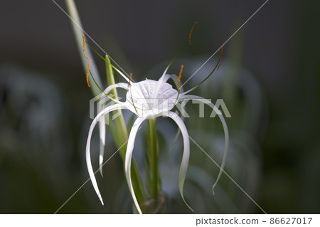 White tropical cultivated flowers with long petals 86627017