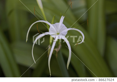 White tropical cultivated flowers with long petals White tropical cultivated flowers with long petals 86627024