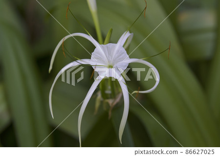White tropical cultivated flowers with long petals White tropical cultivated flowers with long petals 86627025
