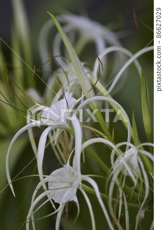 White tropical cultivated flowers with long petals White tropical cultivated flowers with long petals 86627029