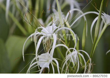 White tropical cultivated flowers with long petals 86627030
