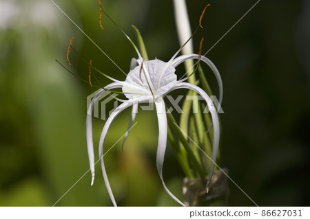 White tropical cultivated flowers with long petals 86627031