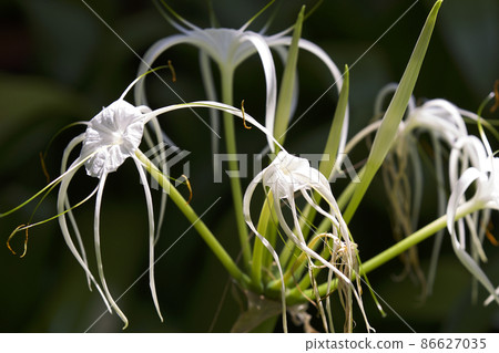 White tropical cultivated flowers with long petals White tropical cultivated flowers with long petals 86627035